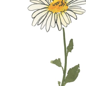 Acquerello di margherite, fiore di nascita di aprile, dipinto di margherite bianche, stampa di fiori di margherite, regalo per il mese di nascita, download digitale immagine 2