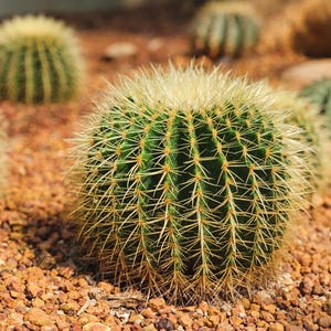 Golden Barrel Cactus | Echinocactus grusonii - 50 Seeds!