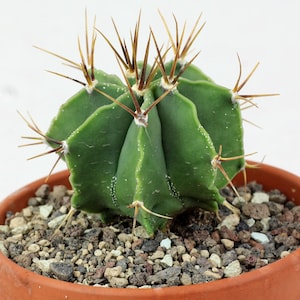 Astrophytum ornatum var. glabrescens – 50 Premium Seeds! | Rare Variety!