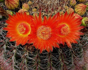 SEEDS Ferocactus wislizeni - 25, 50, 100 Seeds!