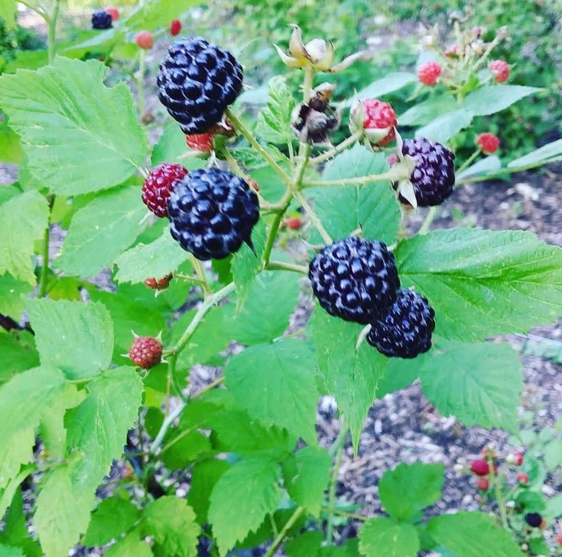 Black Raspberry Indiana Organic Indiana Black Raspberry Jam - Etsy