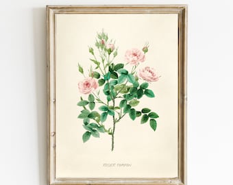 Redouté Botanical Print | Vintage Flower Illustration | Antique Rose Wall Art | Vintage Rose Print | Redouté Flowers | DIGITAL DOWNLOAD