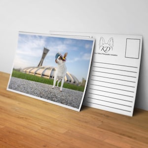 Lot de 3 Carte postal d'un chien élégant sous le soleil devant le Stade Olympique - Photographie artistique