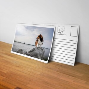 Lot de 3 cartes postales d'un Berger Shetland en bord de l'eau - Photographie artistique