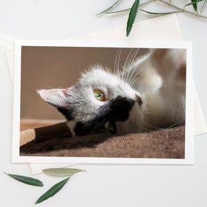 Carte voeux vierge avec un chat, Édition limitée.