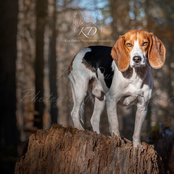 Impression d'un beagle dans une forêt