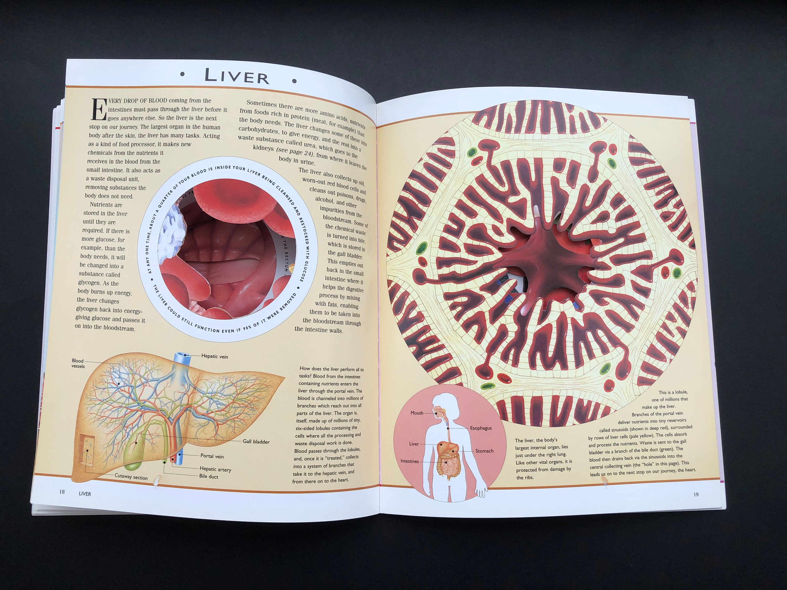 Incredible Voyage: Exploring the Human Body: Exploring the