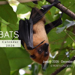 Bat 2027 Wall Calendar, Monthly Planner with Notes & Holidays, Made in USA