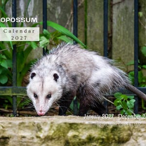 Peut inclure: Calendrier 2027 avec un opossum. L'opossum est gris et blanc, avec une longue queue, devant une clôture noire et du feuillage vert. Le texte du calendrier indique "OPOSSUM Calendar 2027" et "Janvier 2027 - Décembre 2027".