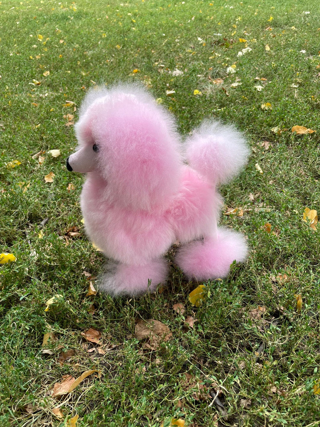 Cute baby poodles hot sale