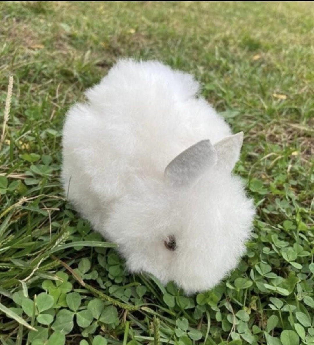 Baby Alpaca Bunny, Alpaca Gift Kids, Stuffed Animal, Alpaca Toy ...