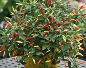 10 basket of fire chilli seeds + 5 random seeds