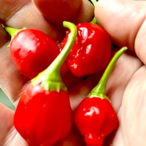 May include: Close-up of a hand holding several small, bright red peppers. The peppers have green stems and a glossy surface. The image focuses on the vibrant colour and texture of the peppers.