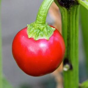 Cherry bomb chilli seeds x 20 + 5 random seeds