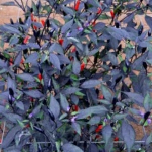 15 Zimbabwean black chilli seeds + 5 random seeds