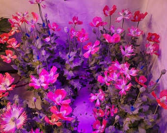 TRUE Izmir pink Special Afghan poppy seeds (papaver var galania)  1500 pack USA SHIPPING