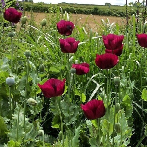 Lauren’s Grape Poppy Seeds (Papaver Somniforum) 1500 pack