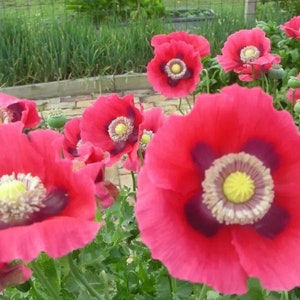 PepperBox Poppy Seed (papaver somniferum) 1500 Seeds