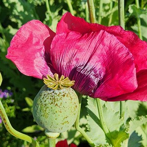 Puede incluir: Primer plano de una flor de amapola rosa con una c&aacute;psula de semillas verde. La flor est&aacute; en plena floraci&oacute;n y la c&aacute;psula de semillas es redonda y verde con manchas marrones.