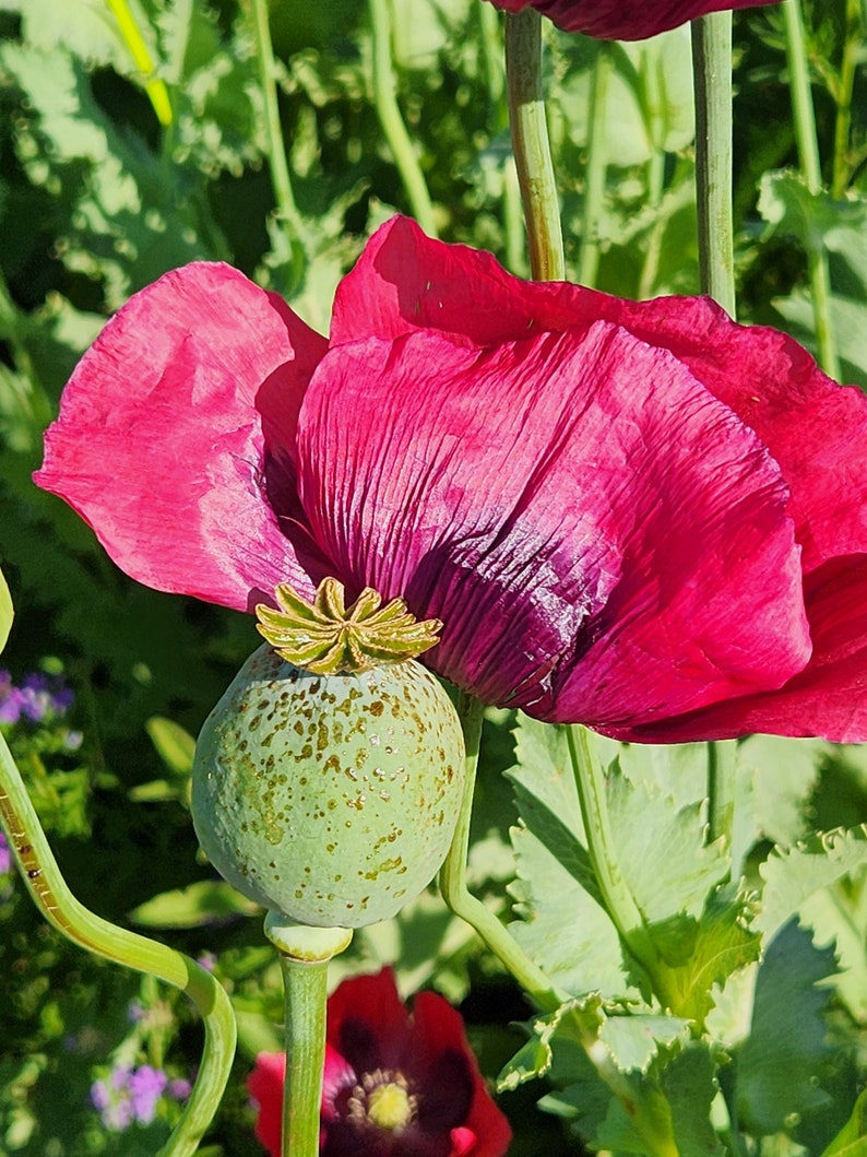 Puede incluir: Primer plano de una flor de amapola rosa con una c&aacute;psula de semillas verde. La flor est&aacute; en plena floraci&oacute;n y la c&aacute;psula de semillas es redonda y verde con manchas marrones.