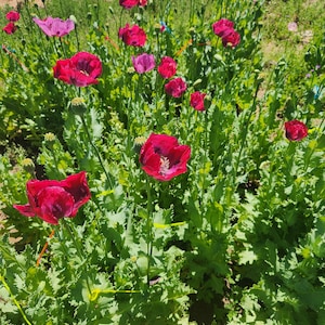 Puede incluir: Un campo de vibrantes flores de amapola roja en plena floraci&oacute;n. Las flores est&aacute;n rodeadas de exuberante follaje verde.