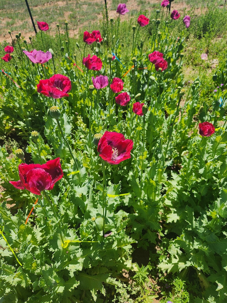 Puede incluir: Un campo de vibrantes flores de amapola roja en plena floraci&oacute;n. Las flores est&aacute;n rodeadas de exuberante follaje verde.