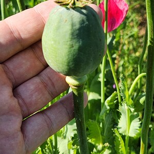Puede incluir: Una c&aacute;psula de semillas de amapola verde sostenida en una mano, con un tallo verde y una flor de amapola roja en el fondo.