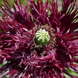 Black Swan Poppy Seeds (Papaver Somniforum) 1500 pack