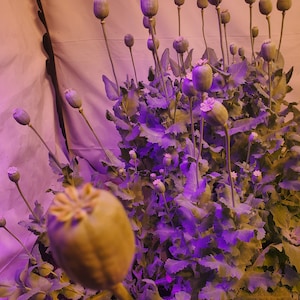 TRUE Izmir pink Special Afghan poppy seeds (papaver var galania)  1500 pack USA SHIPPING