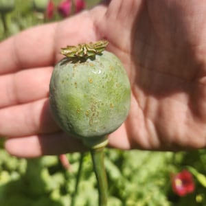 Puede incluir: Una c&aacute;psula de semillas de amapola verde con un tallo marr&oacute;n, sostenida en una mano sobre un fondo borroso de follaje verde.