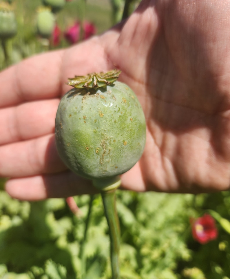 Puede incluir: Una c&aacute;psula de semillas de amapola verde con un tallo marr&oacute;n, sostenida en una mano sobre un fondo borroso de follaje verde.