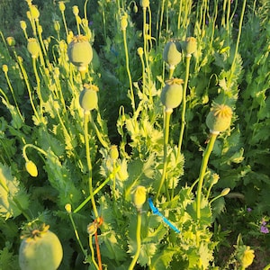 Puede incluir: Un campo de plantas de amapola verde con vainas de semillas redondas y verdes. Las plantas son altas y delgadas, con las vainas de semillas en la parte superior. El campo est&aacute; en plena floraci&oacute;n, con las vainas de semillas listas para ser cosechadas.