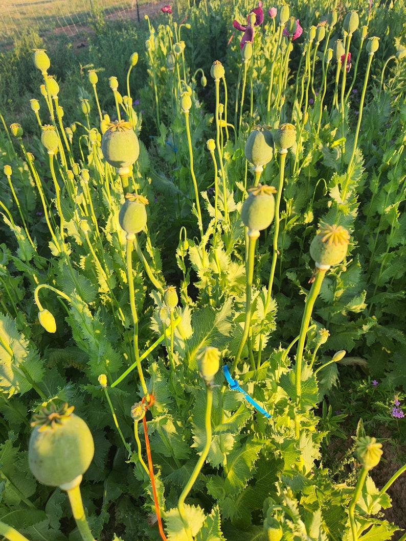 Puede incluir: Un campo de plantas de amapola verde con vainas de semillas redondas y verdes. Las plantas son altas y delgadas, con las vainas de semillas en la parte superior. El campo est&aacute; en plena floraci&oacute;n, con las vainas de semillas listas para ser cosechadas.