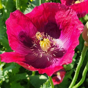 Puede incluir: Una abeja poliniza una flor de amapola rosa vibrante con un centro amarillo. La flor est&aacute; en plena floraci&oacute;n y rodeada de follaje verde.