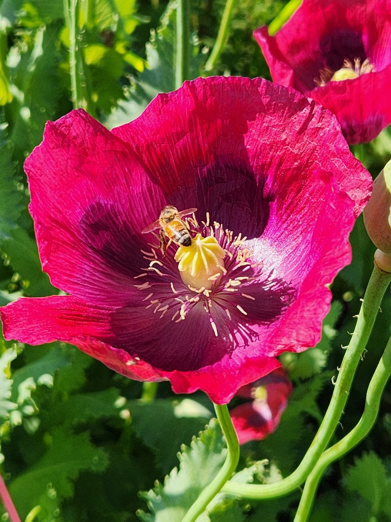 Puede incluir: Una abeja poliniza una flor de amapola rosa vibrante con un centro amarillo. La flor est&aacute; en plena floraci&oacute;n y rodeada de follaje verde.