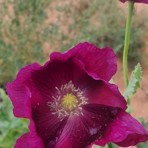Lauren’s Grape Poppy Seeds (Papaver Somniforum) 1500 pack