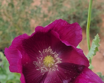 Semillas de amapola de uva de Lauren (Papaver Somniforum) paquete de 1500
