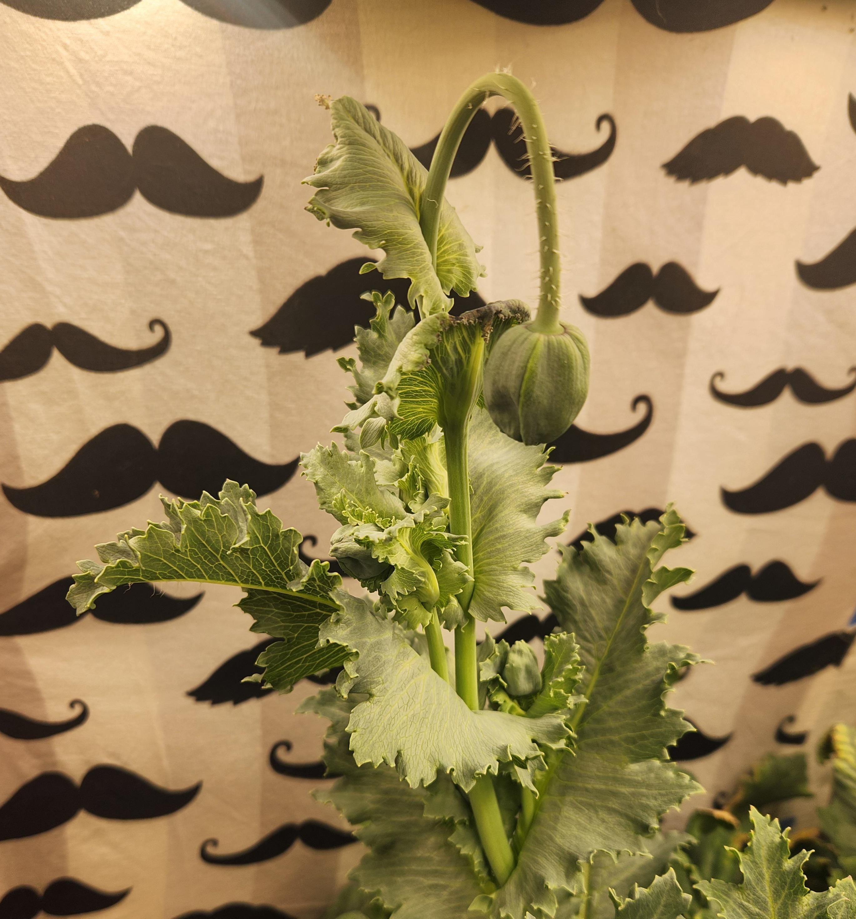 Papavero Da Oppio - Papaver Somniferum Immagine Stock - Immagine di