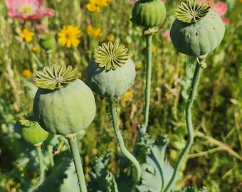 Semillas de amapola asiática OB de Izmir (Papaver somniferum) Paquete de 1500. Envío a EE. UU.