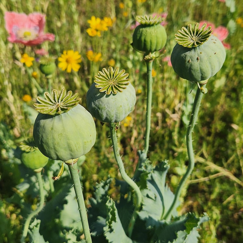 Dried Poppy Pack - Etsy