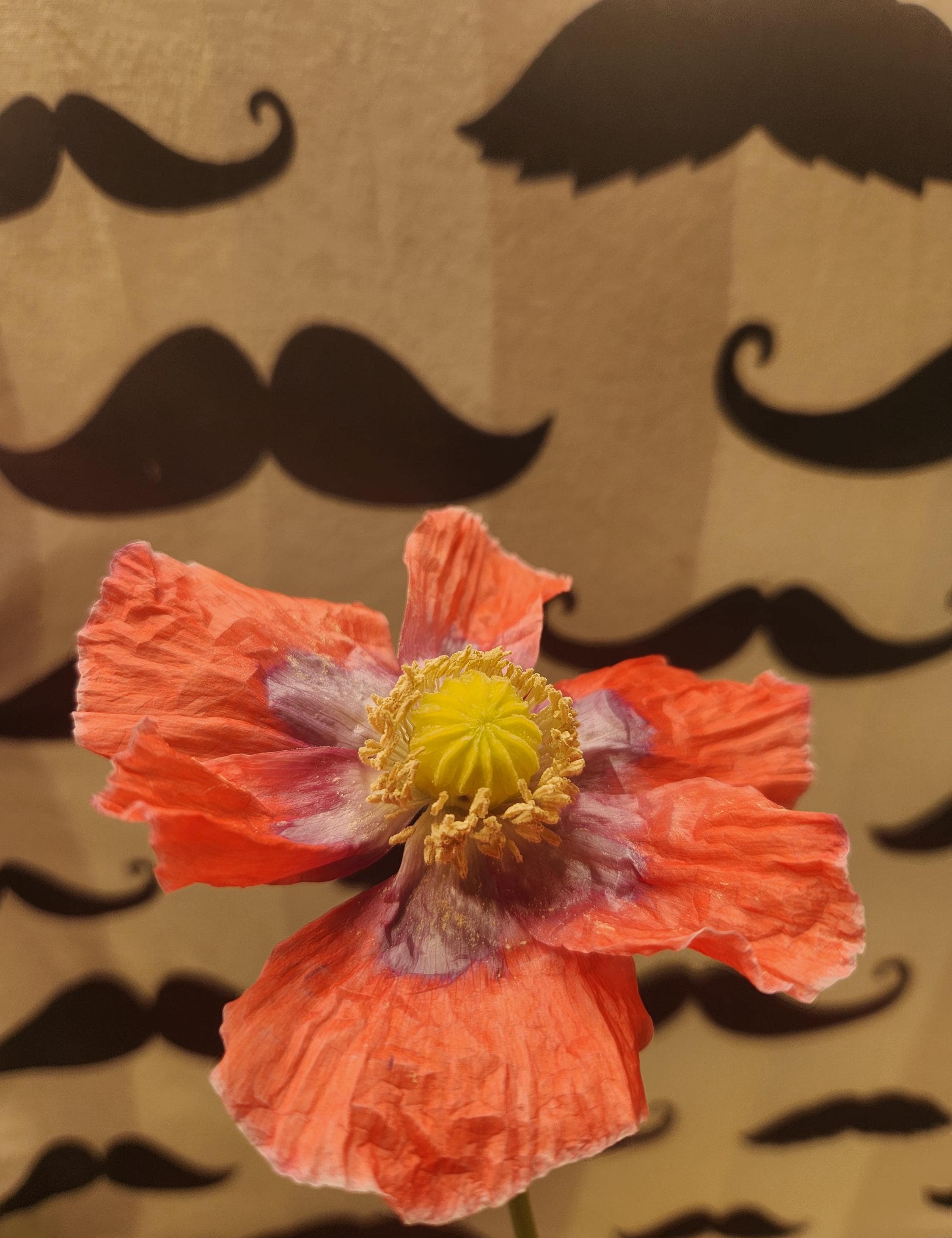 poppy il_1080xN.7154505481_to53.jpg