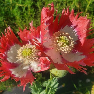 TRUE Izmir Danish Flag Poppy Seeds (Papaver S.) 1500 pack USA SHIPPING