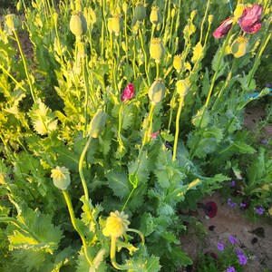 Puede incluir: Un campo de plantas de amapola verde con varios capullos de flores en diferentes etapas de desarrollo. Algunos capullos son verdes, mientras que otros son amarillos o rojos. Las plantas est&aacute;n creciendo en un campo con tierra marr&oacute;n.