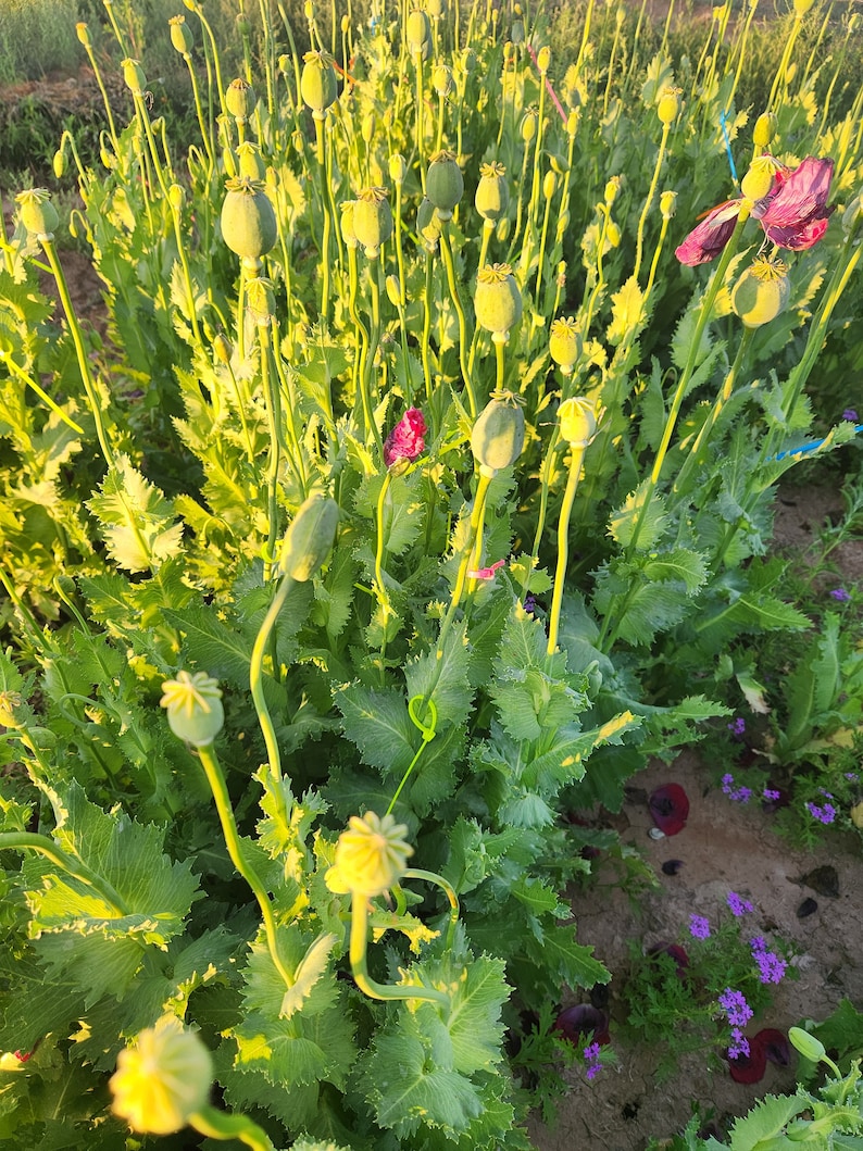 Puede incluir: Un campo de plantas de amapola verde con varios capullos de flores en diferentes etapas de desarrollo. Algunos capullos son verdes, mientras que otros son amarillos o rojos. Las plantas est&aacute;n creciendo en un campo con tierra marr&oacute;n.