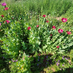 Puede incluir: Un campo de flores de amapola rojas y rosas en flor. Las flores crecen en un campo de hierba verde y maleza.
