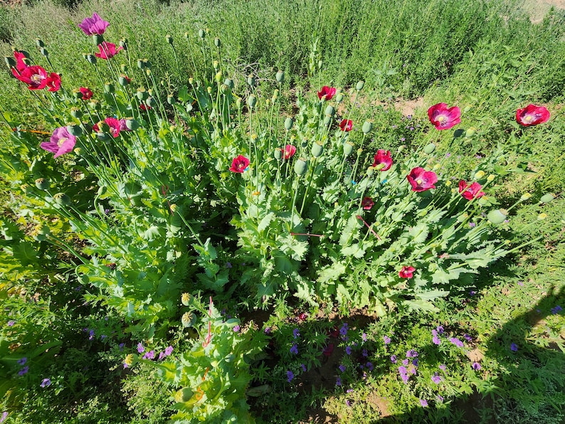 Puede incluir: Un campo de flores de amapola rojas y rosas en flor. Las flores crecen en un campo de hierba verde y maleza.