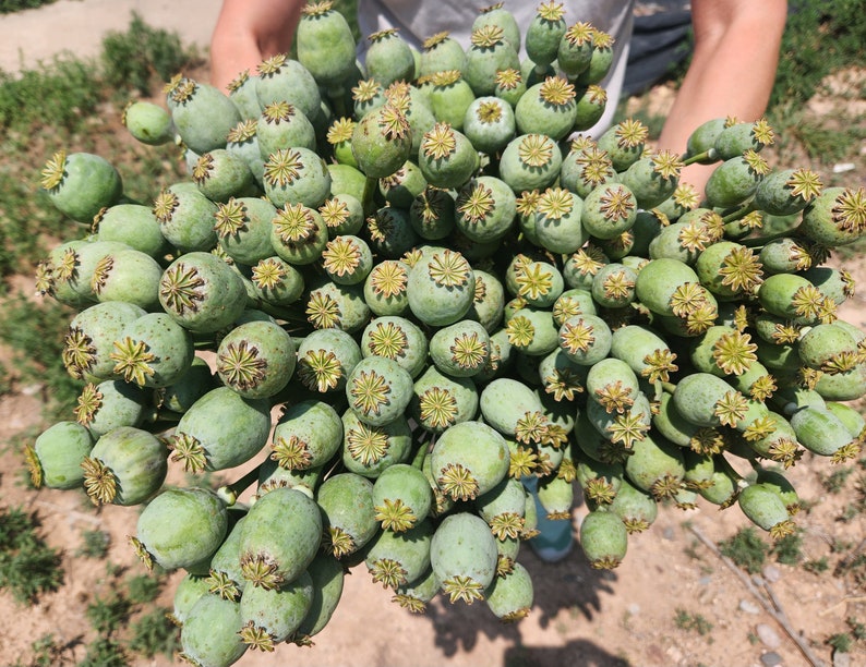 Puede incluir: Un manojo de vainas de semillas de amapola verdes con una parte superior en forma de estrella.