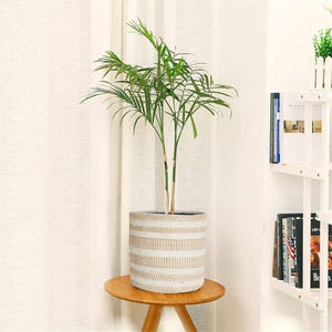 Op de afbeelding: Een kamerplant met groene bladeren in een cilindrische pot met een wit en beige streepjespatroon. De pot staat op een kleine, ronde houten tafel. De pot heeft een diameter van ongeveer 25 cm.