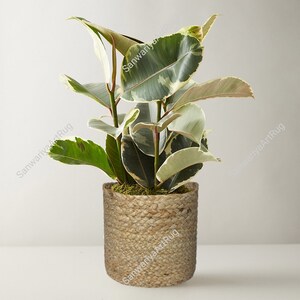 May include: A variegated rubber plant with green and white leaves in a natural jute planter. The planter is a cylindrical shape with a woven texture.