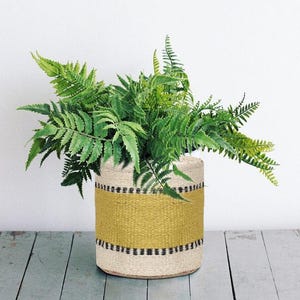 Può includere: Un cesto intrecciato con un design giallo e crema, pieno di felci verdi. Il cesto ha una forma cilindrica ed è appoggiato su una superficie di legno. Le fronde di felce fuoriescono dalla parte superiore del cesto.